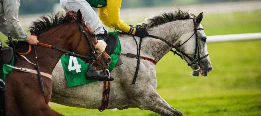 Photo of 2 horses with riders vying for the race lead, gray horse slightly in front with the number 4 on it