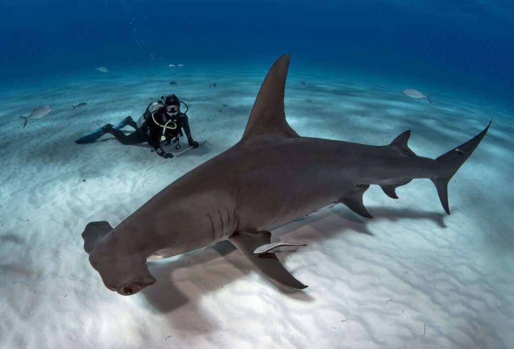 a person goes scuba diving and swims dangerously close to a large hammerhead shark