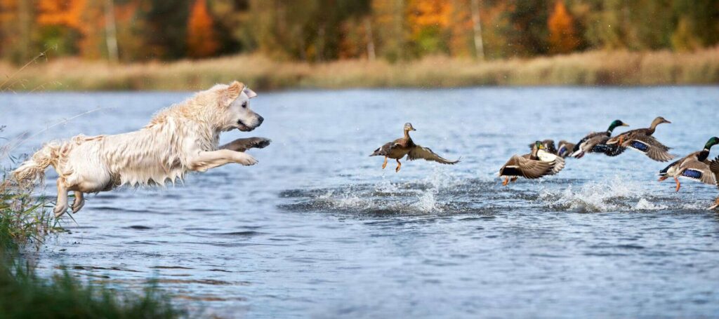 photo of a golden retriever making a leap into the water during a hunt in which ducks swim