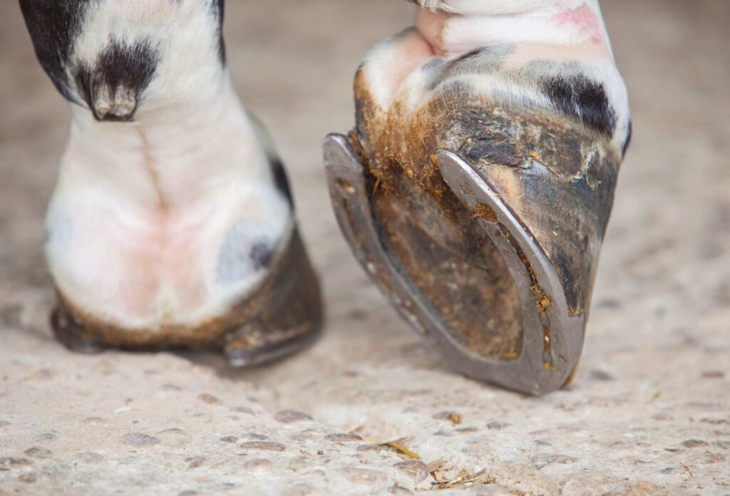 a close-up photo of a horse's hoof in a horseshoe