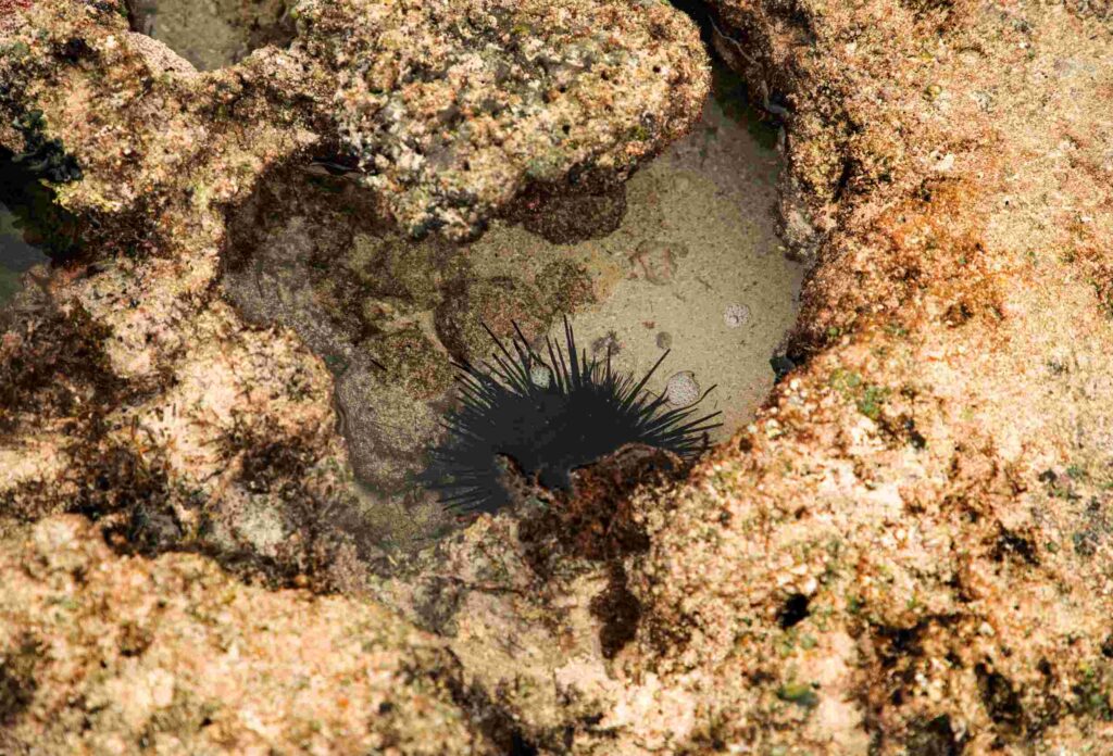 a photo of a black sea urchin between the rocks