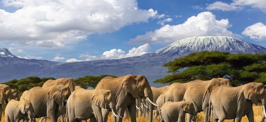 panoramic view of Mt. Kilimanjaro against the backdrop of elephants